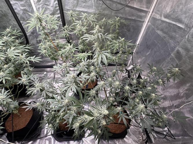 Dairy Queen. Week 12