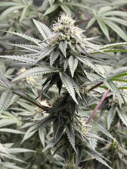 Oreoz Foam. Week 13
