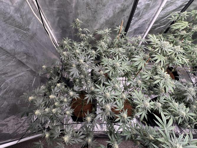 Oreoz Foam. Week 13