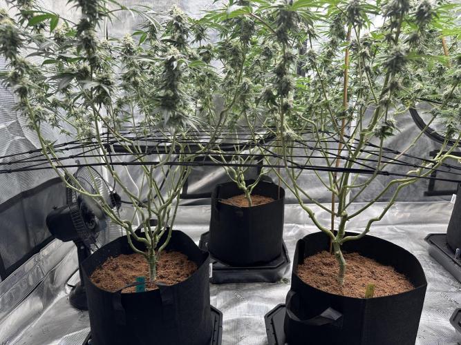 Oreoz Foam. Week 13
