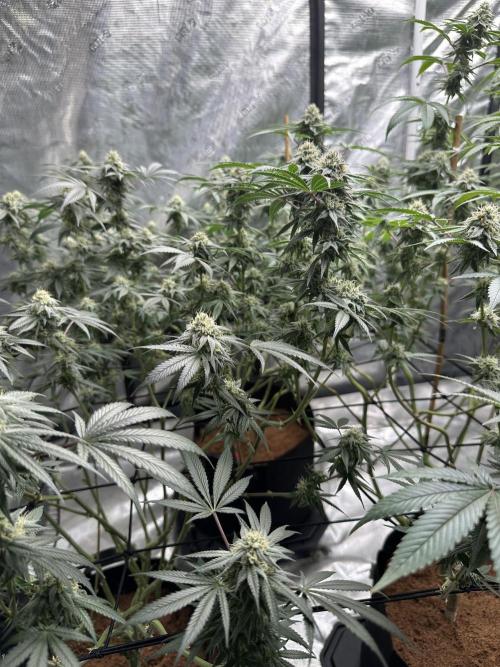 Oreoz Foam. Week 13