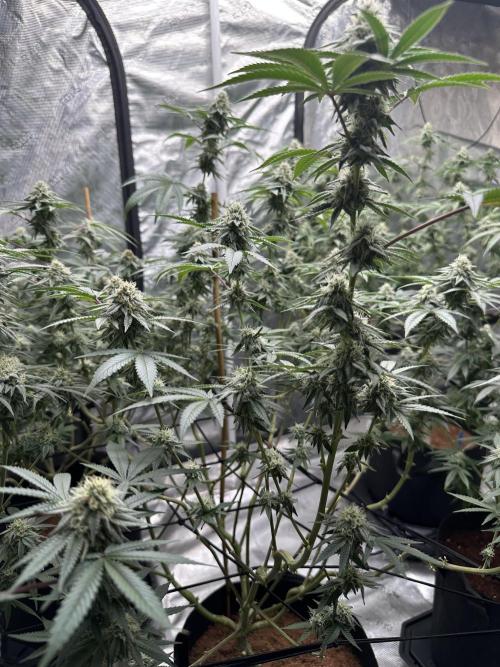 Oreoz Foam. Week 13