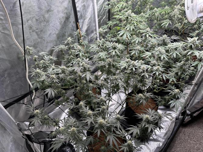 Oreoz Foam. Week 13