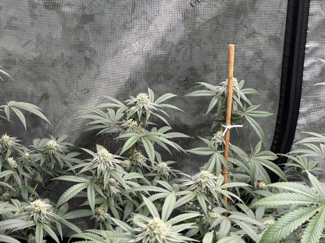 Oreoz Foam. Week 13