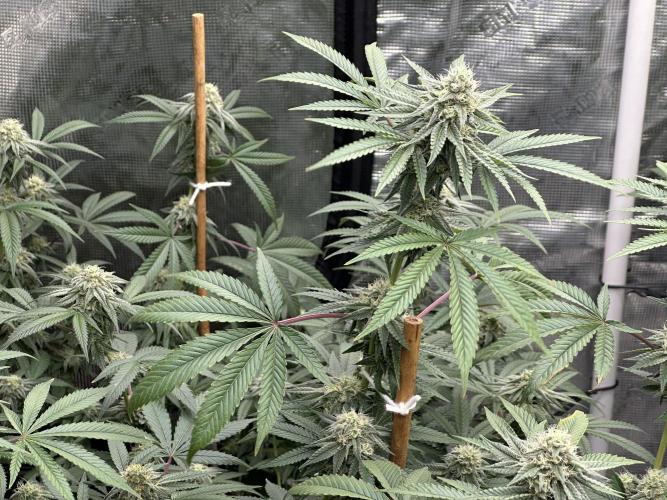 Oreoz Foam. Week 13