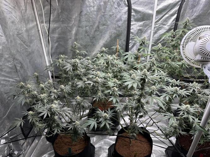 Oreoz Foam. Week 13