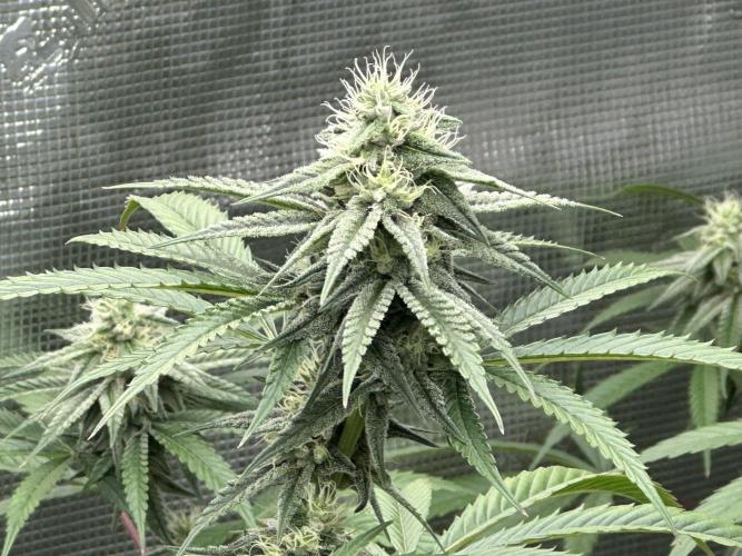 Dairy Queen. Week 13