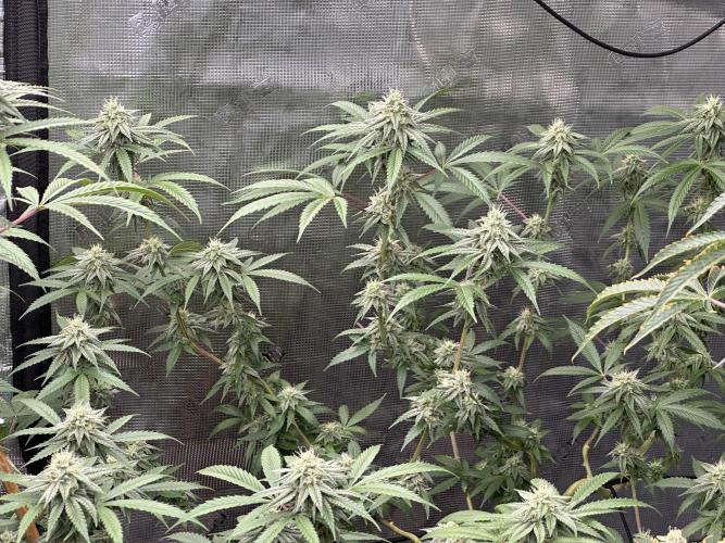 Dairy Queen. Week 13