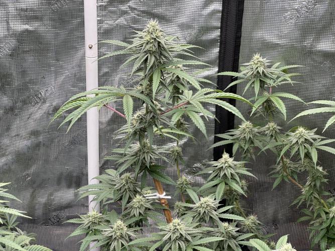 Dairy Queen. Week 13
