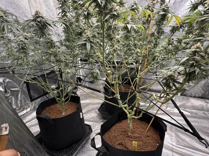 Oreoz Foam. Week 14