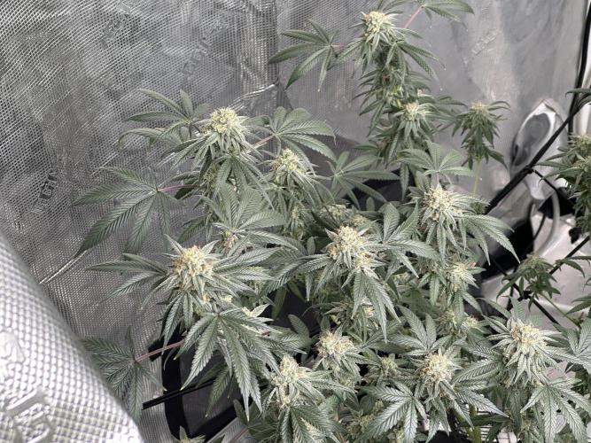 Oreoz Foam. Week 14