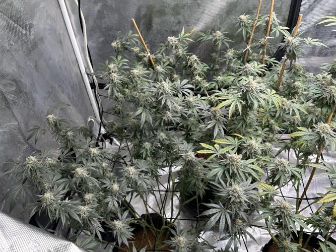 Oreoz Foam. Week 14