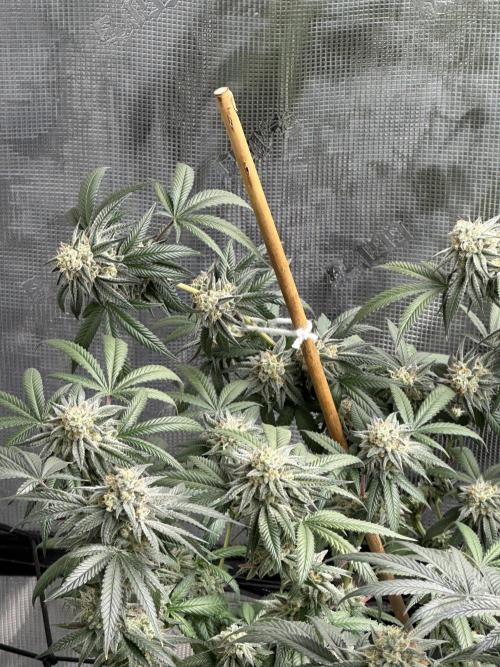 Oreoz Foam. Week 14