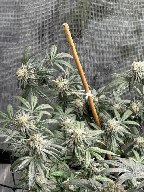 Oreoz Foam. Week 14