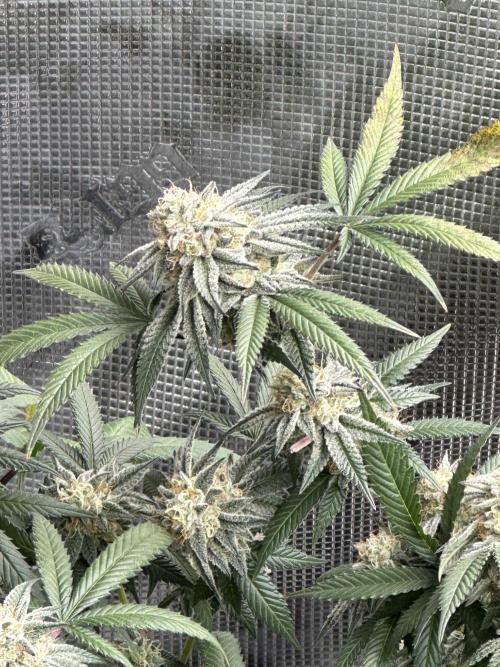 Oreoz Foam. Week 14