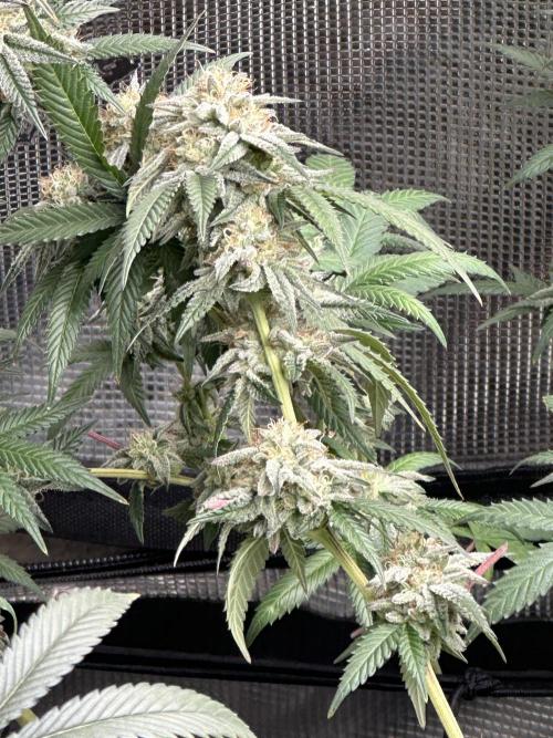 Oreoz Foam. Week 14