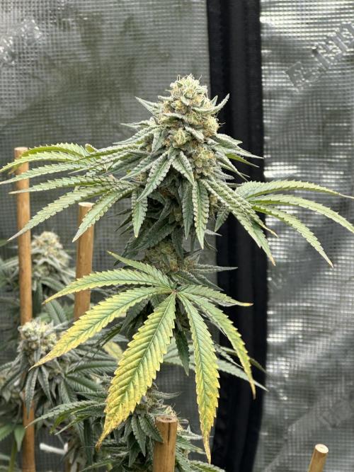 Oreoz Foam. Week 14