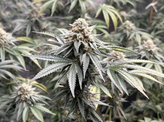 Oreoz Foam. Week 14