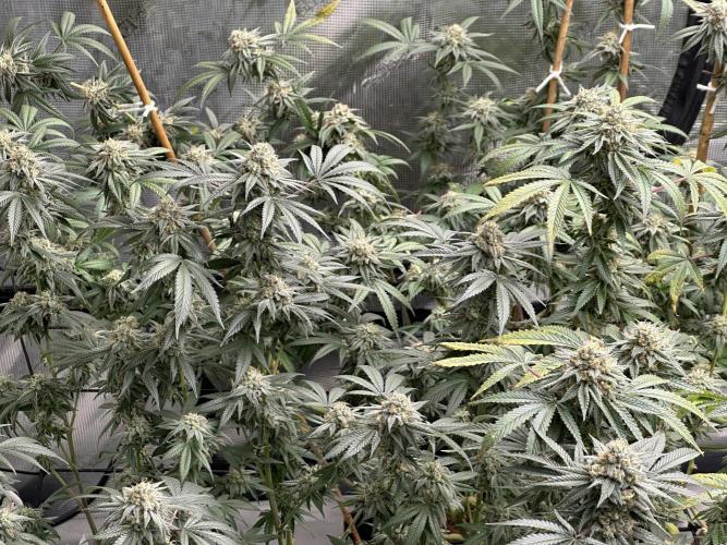 Oreoz Foam. Week 14