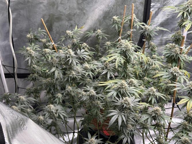 Oreoz Foam. Week 14