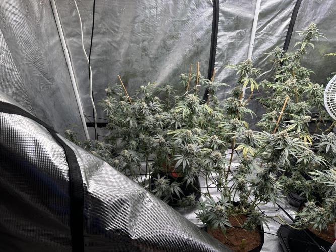 Oreoz Foam. Week 14