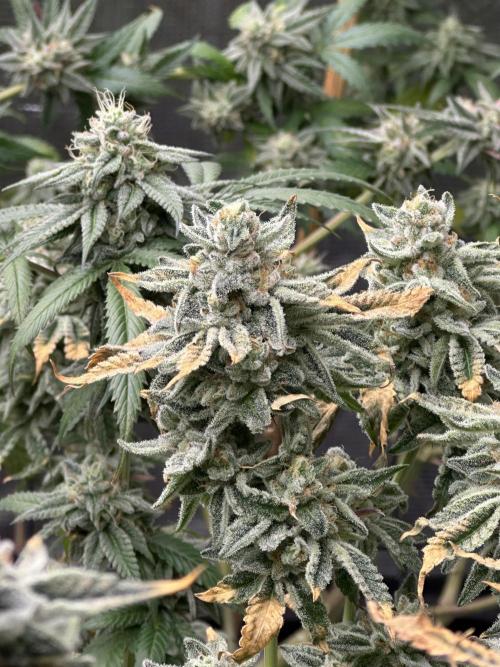 Dairy Queen. Week 14