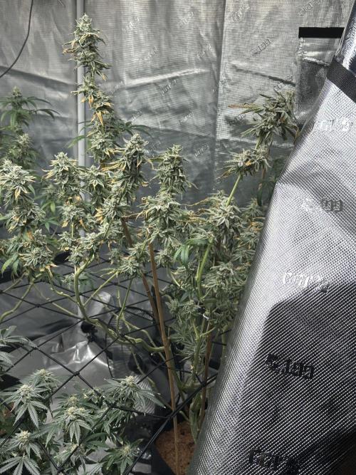 Dairy Queen. Week 14