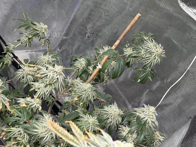 Dairy Queen. Week 14