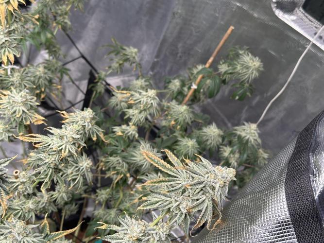 Dairy Queen. Week 14