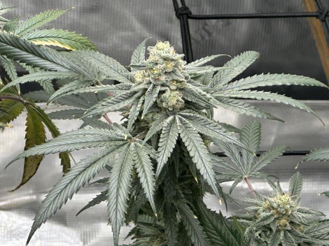 Dairy Queen. Week 14