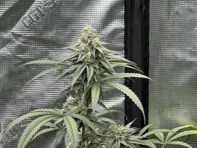 Dairy Queen. Week 14
