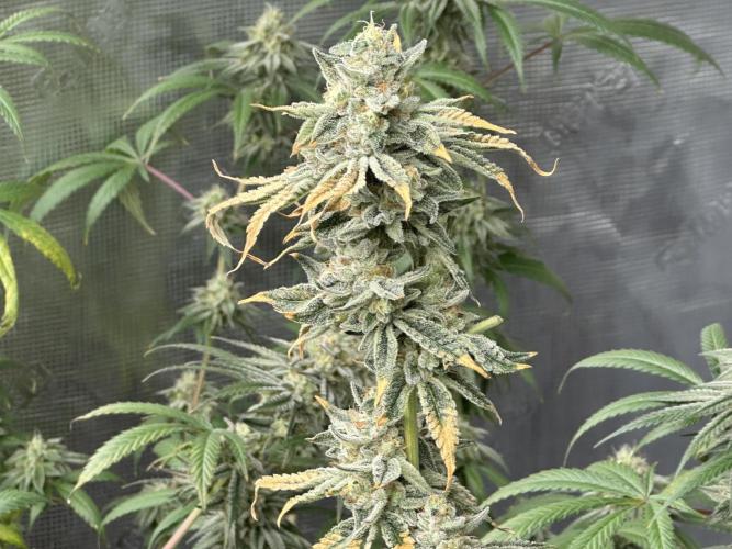 Dairy Queen. Week 14