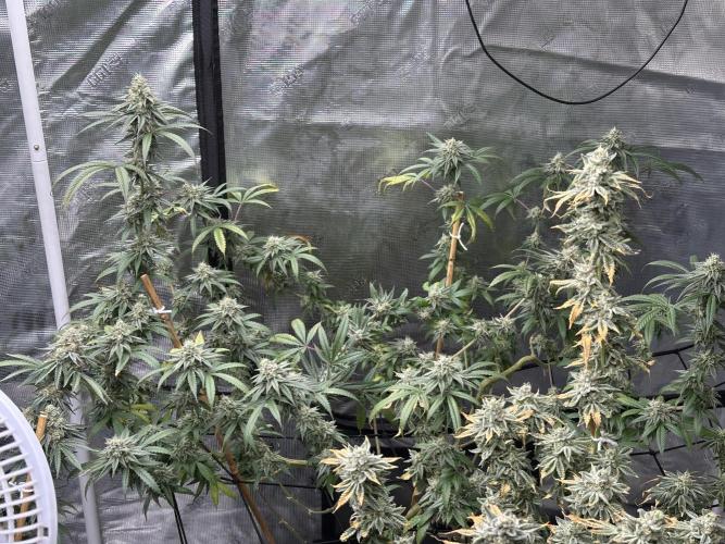 Dairy Queen. Week 14