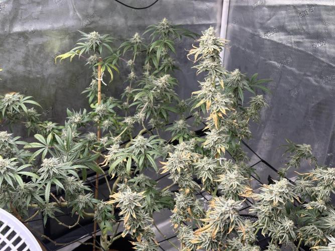 Dairy Queen. Week 14
