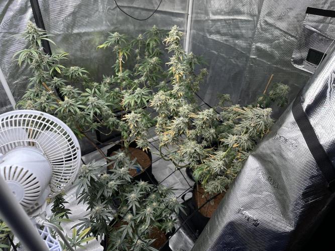 Dairy Queen. Week 14