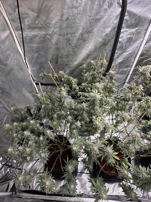Oreoz Foam. Week 15