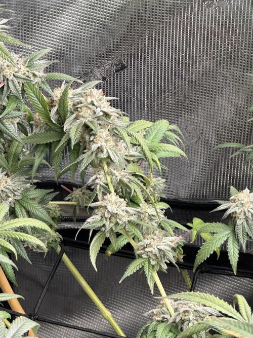 Oreoz Foam. Week 15
