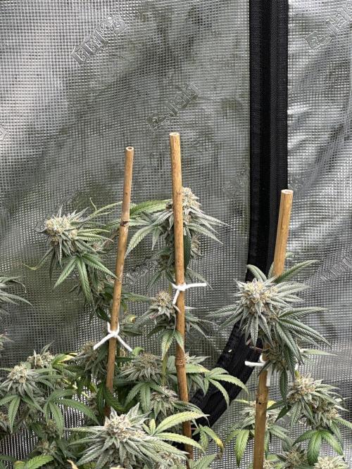 Oreoz Foam. Week 15