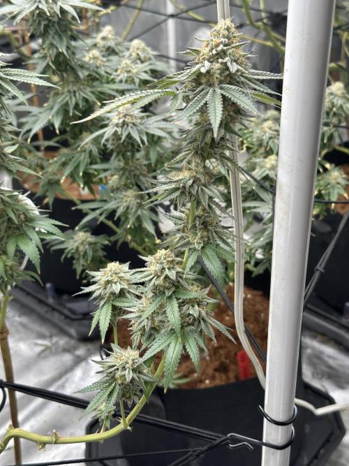 Oreoz Foam. Week 15