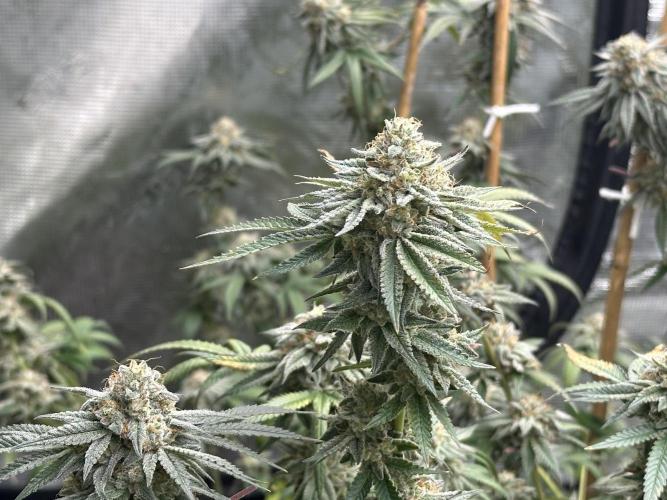 Oreoz Foam. Week 15