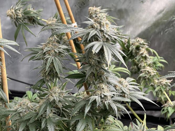 Oreoz Foam. Week 15