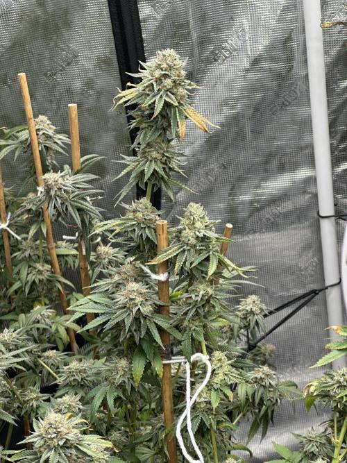Oreoz Foam. Week 15