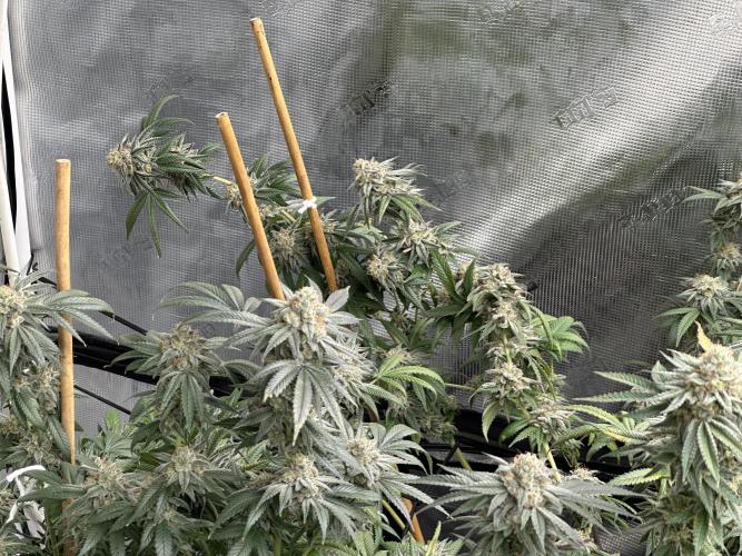 Oreoz Foam. Week 15