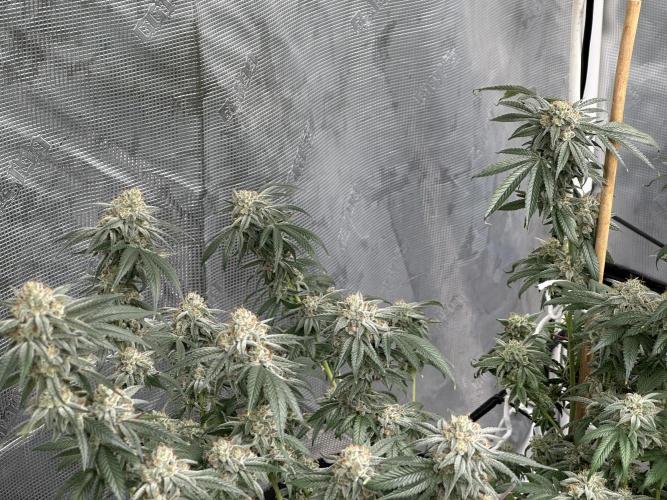 Oreoz Foam. Week 15