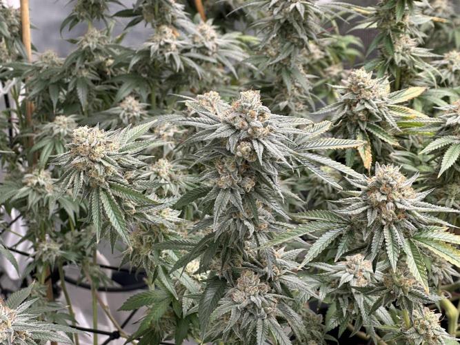 Oreoz Foam. Week 15