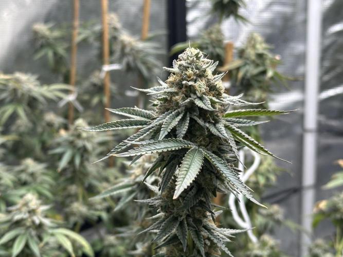 Oreoz Foam. Week 15