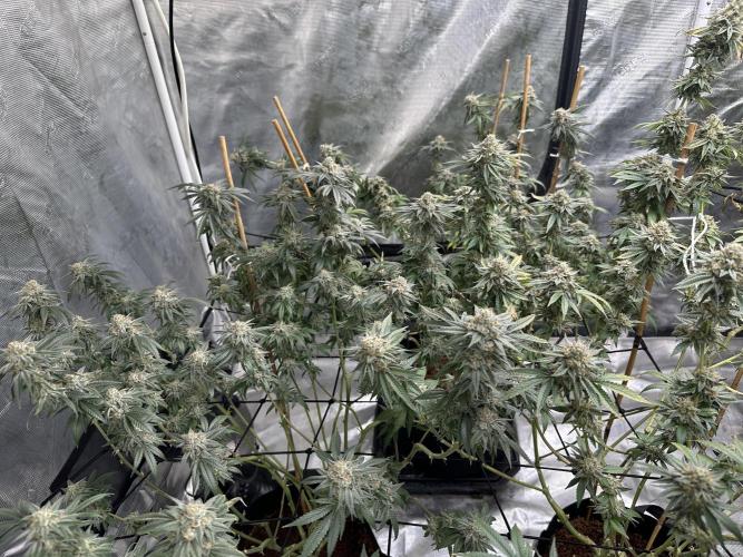 Oreoz Foam. Week 15