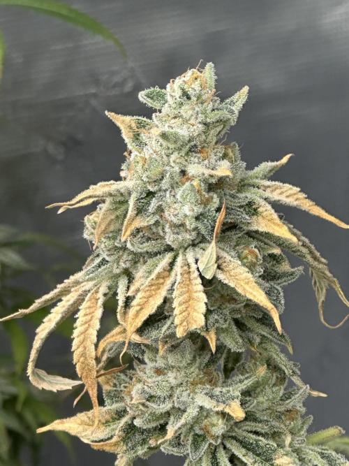Dairy Queen. Week 15