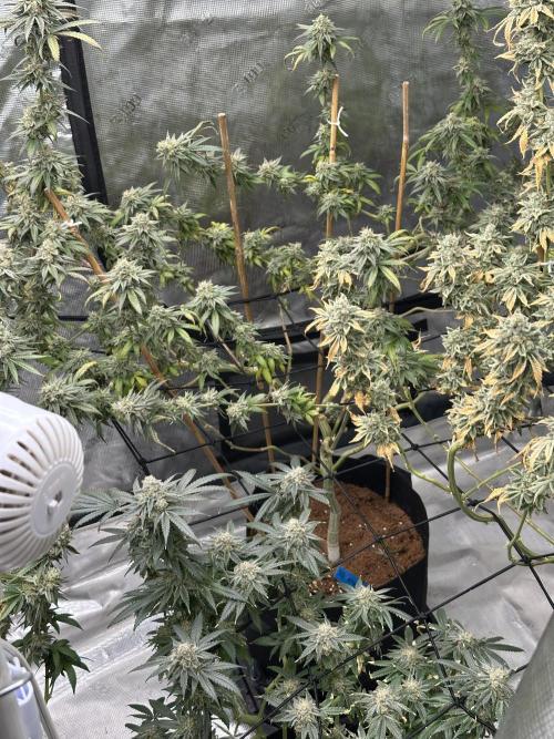 Dairy Queen. Week 15