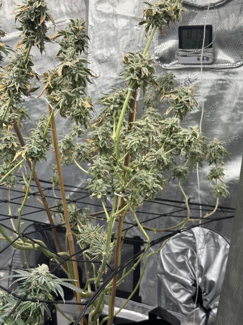 Dairy Queen. Week 15